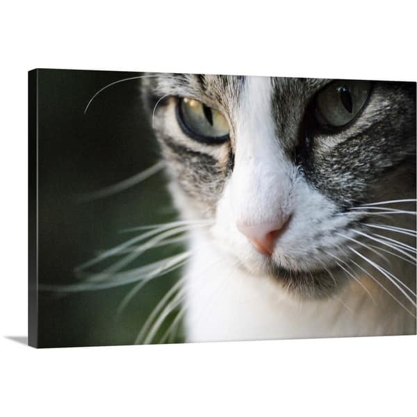 Shop A Close Up Portrait Of A Gray And White Cat S Face Canvas