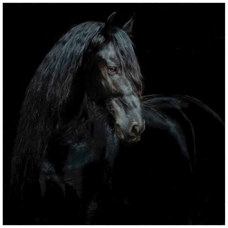 "Black Equine Attraction" Frameless Free Floating Tempered Glass Panel Graphic Wall Art
