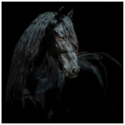 "Black Equine Attraction" Frameless Free Floating Tempered Glass Panel Graphic Wall Art