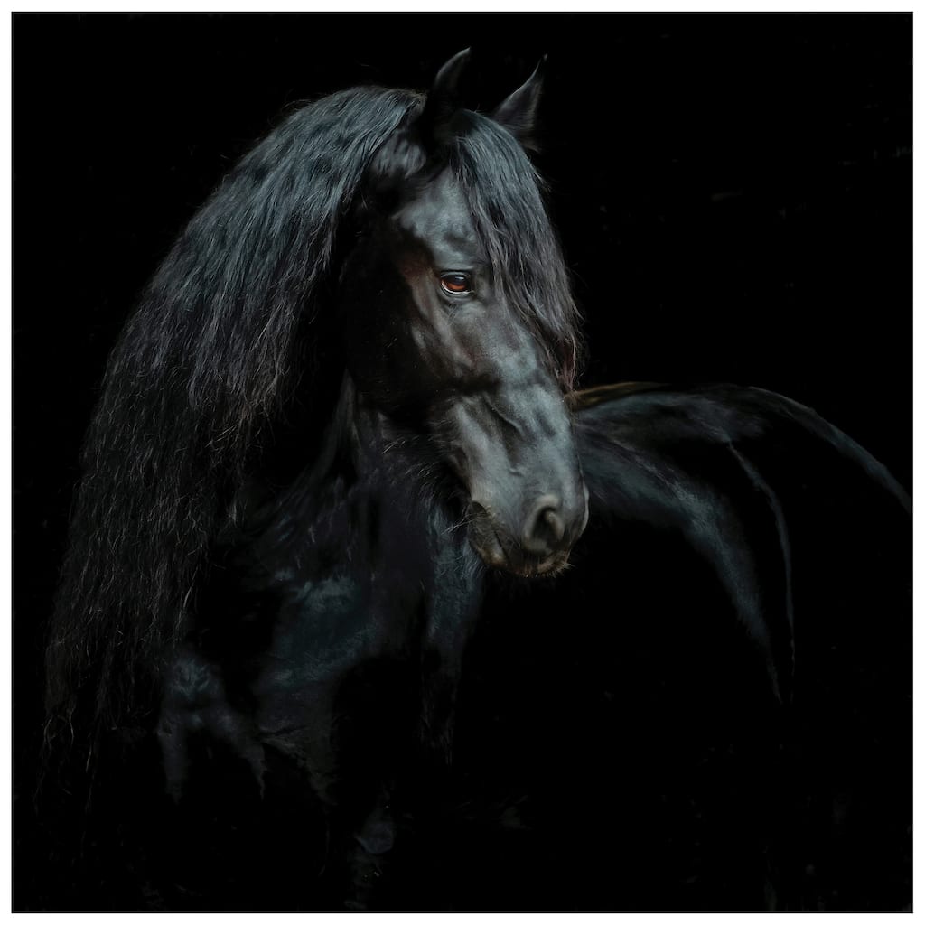 "Black Equine Attraction" Frameless Free Floating Tempered Glass Panel Graphic Wall Art