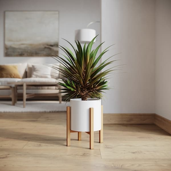 money tree near me plant Money Tree Plant - 6 Inch Decor Pot
