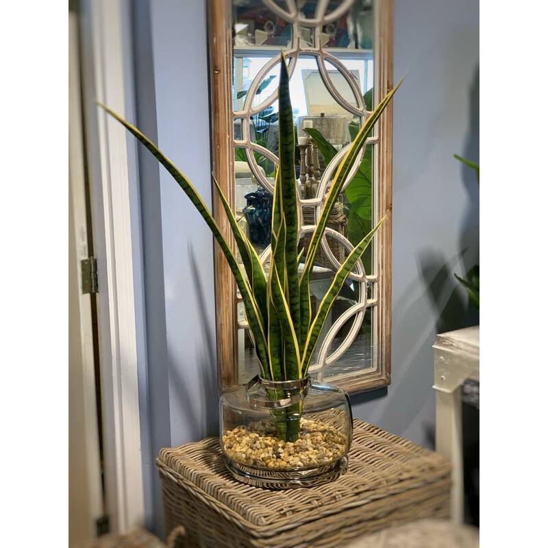 4 ft Snake Plant Arranged in a Glass Vase with Rocks - Green