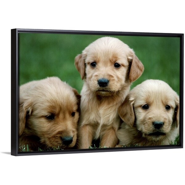 Three Golden Retriever Puppies Black Float Frame Canvas Art Overstock 25495452