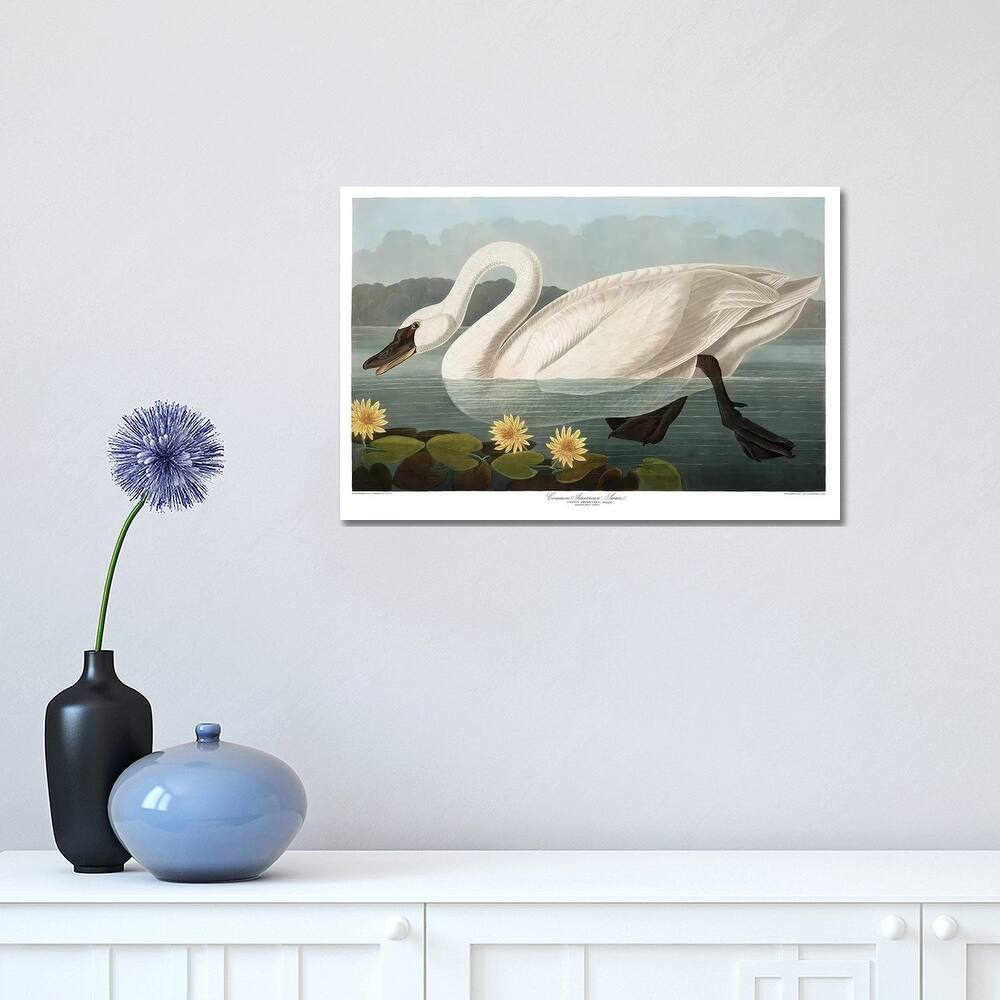iCanvas "Common American Swan" by John James Audubon Canvas Print