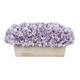 Option Lavender