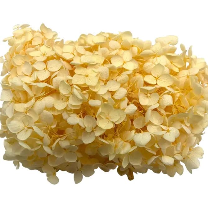 Preserved Anna Hydrangea(Box) - 20g/box - Champagne