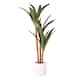 Option Yuca Tree (Matte White Pot)
