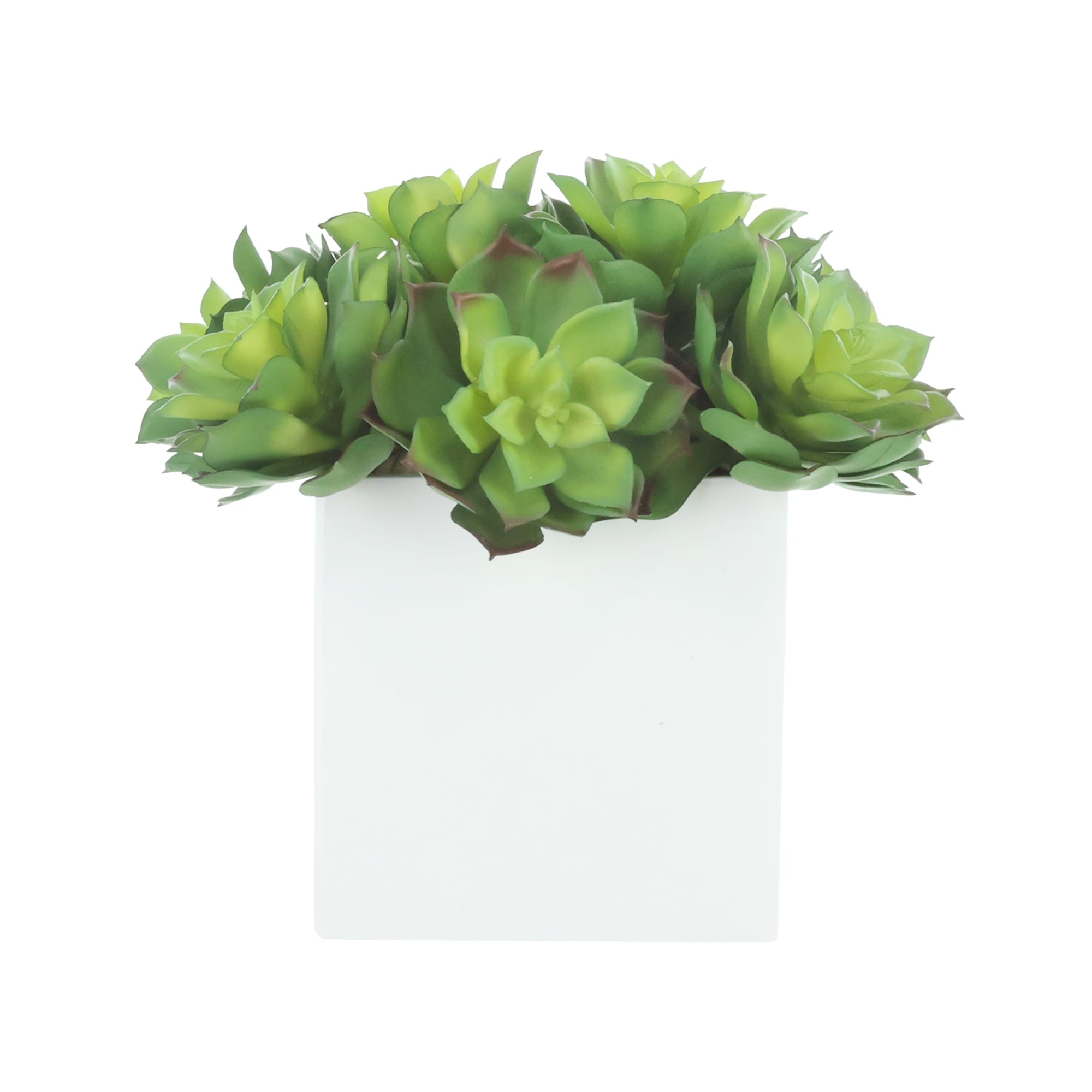 Echeveria Succulent Arrangement in Fiberstone Pot