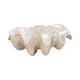 Option Ivory/beige