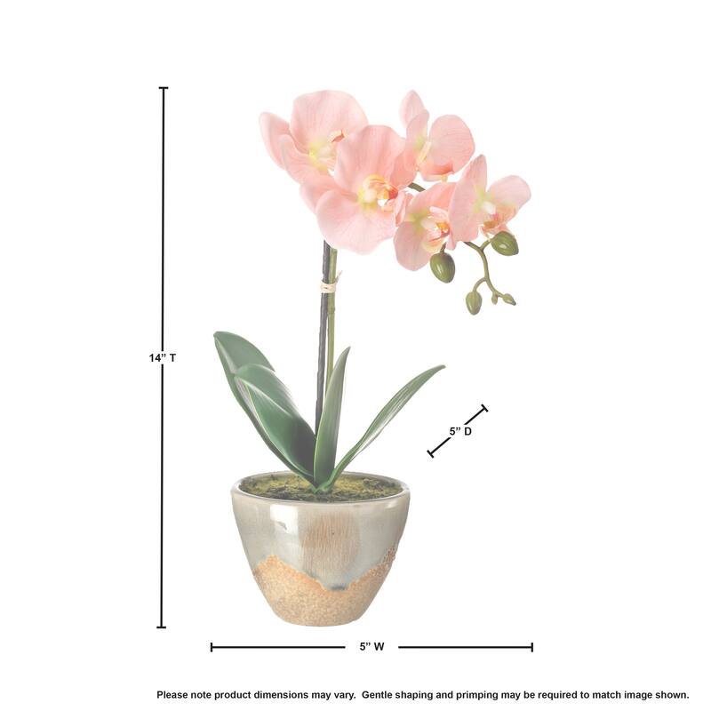 14" Phaleanopsis In Aged Terracota Pot
