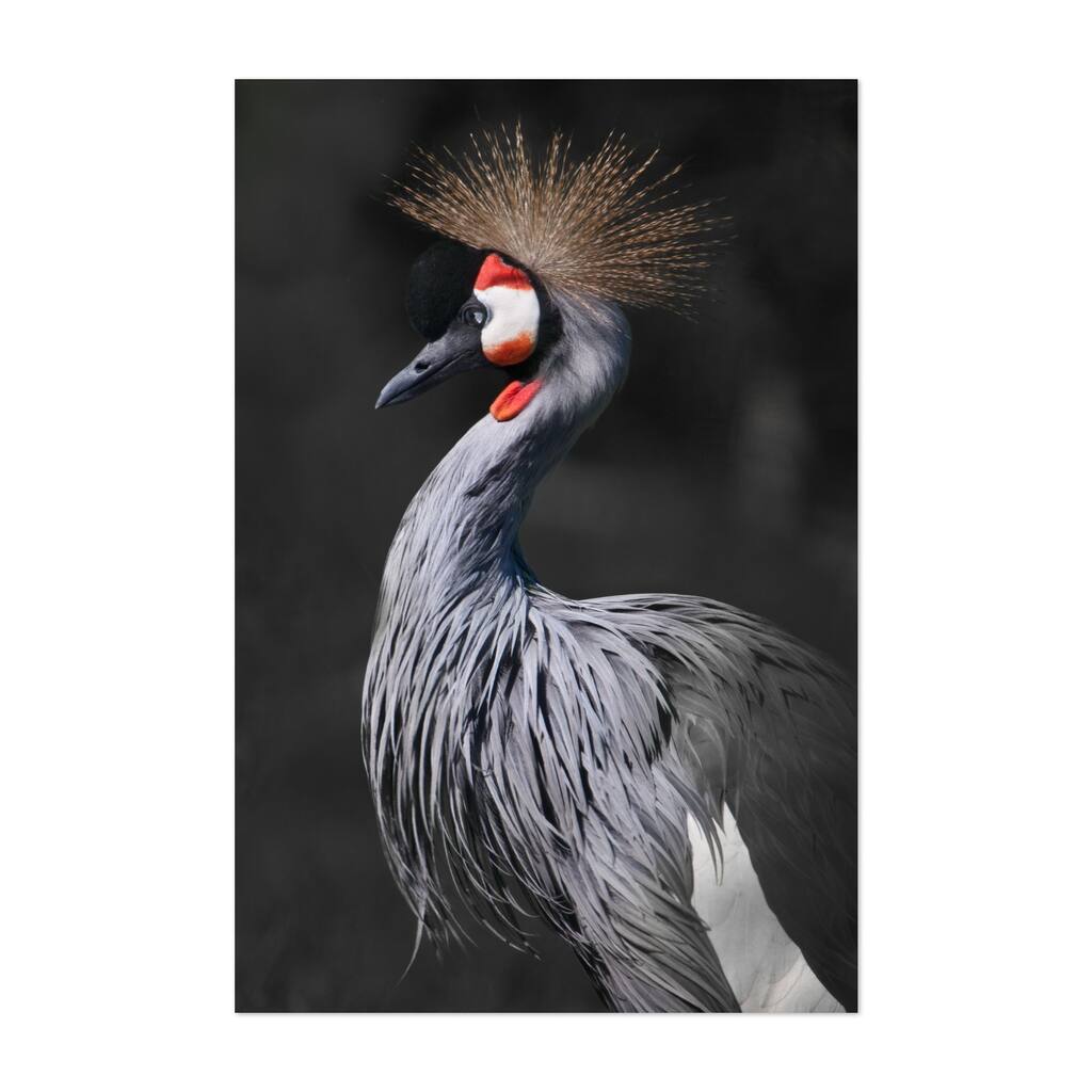 The drooping beak and long neck Photography Art Print/Poster