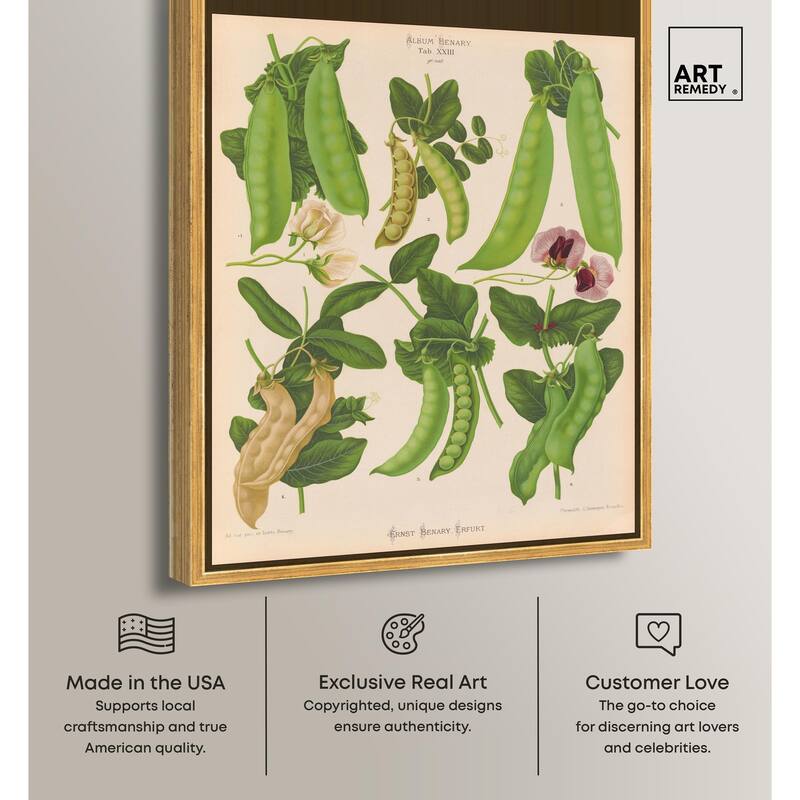 Podded Peas from Benary 1876 Canvas by Art Remedy