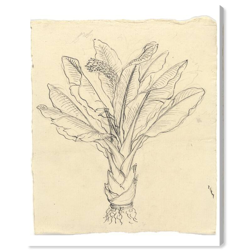Wynwood Studio Canvas Floral and Botanical Sketch of a Leafy Green Black and Cream White Traditional Wall Art Canvas Print
