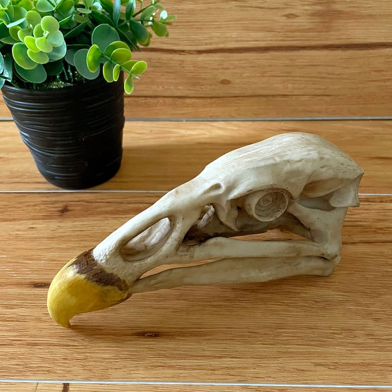Replica California Condor Skull Realistic Endangered Species Decor - 4 X 8 X 2.5 inches