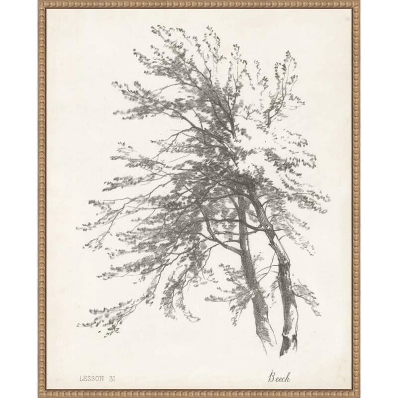 Beech Tree Study (23 x 28 in.), Framed Canvas Wall Art Print