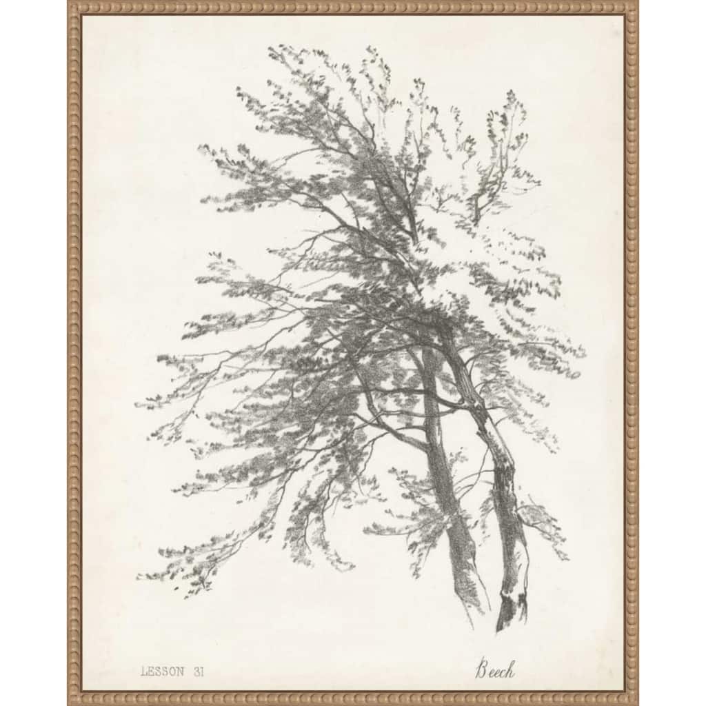 Beech Tree Study (23 x 28 in.), Framed Canvas Wall Art Print