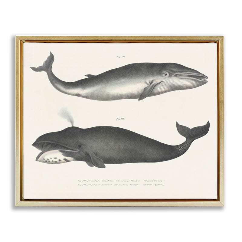 Stupell Vintage Whale Study Diagrams Framed Floater Canvas Wall Art Design By Phillipa Katz - 31 x 25 - Gold