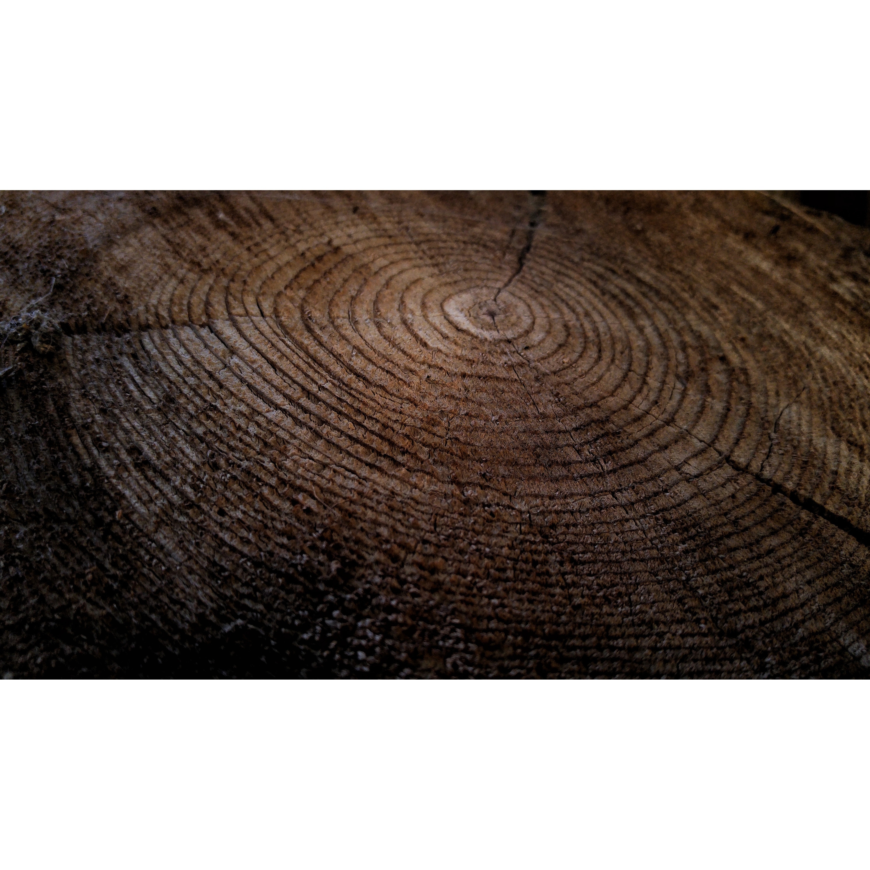 Shop Tree Wood Swirl Photograph Art Print Wall Artwork Decor