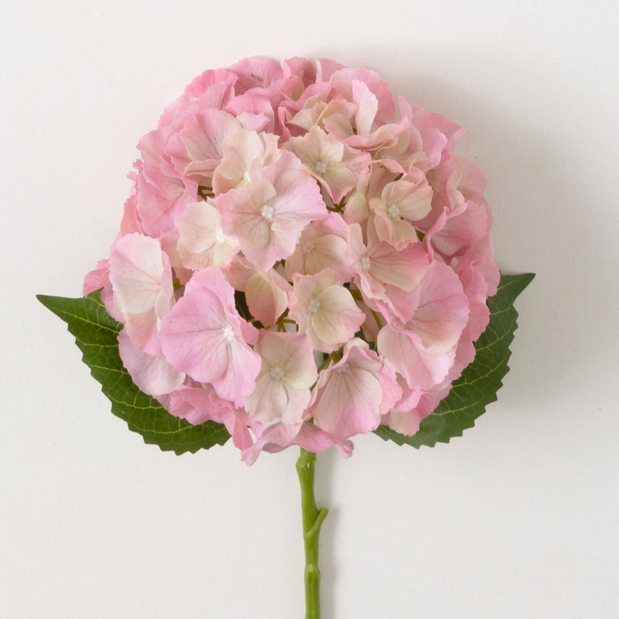Hydrangea4937　0203 Lowe's Multicolor Bloomstruck Reblooming Hydrangea Flowering