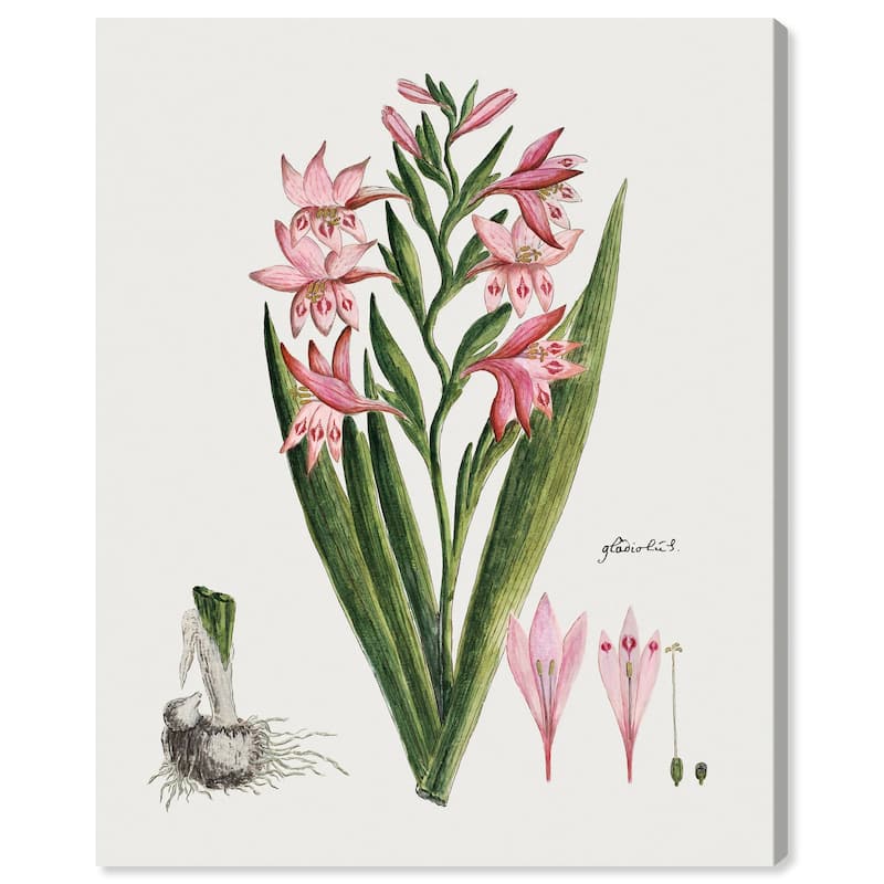 Gladiolus Carneus Canvas by Art Remedy, Gallery Wrapped - 24" x 30"