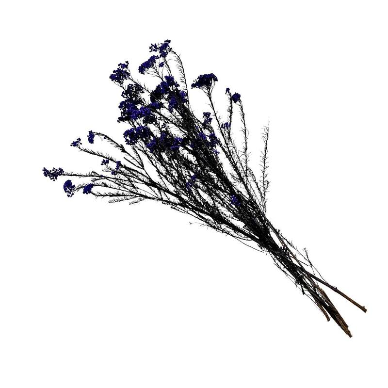 Bundle of 4 Preserved Millet ,Rice Flower - Immortelle Flower,Ozothamnu - 24 inches