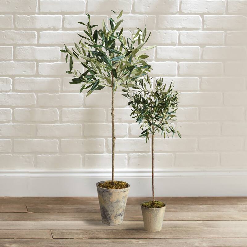 Olive Tree Potted 30"