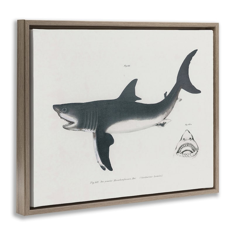 Stupell Detailed Shark Diagram Framed Floater Canvas Wall Art Design By Phillipa Katz