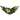 32" Gold Poinsettia and Pinecone Artificial Christmas Swag, Unlit - Green
