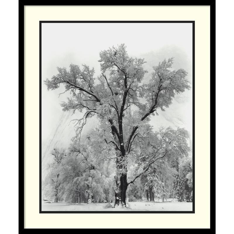 Framed Art Print 'Oak Tree, Snowstorm, Yosemite National Park-1948' by Ansel Adams 27 x 32-inch - Wood - Black