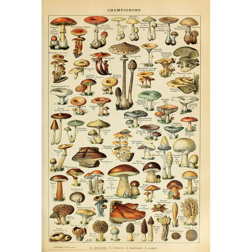 Champignons Pour Tous Adolphe Millot Art Poster - 24 x 36 Inch
