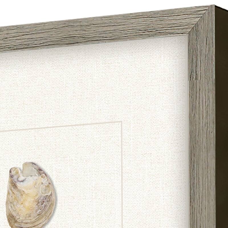 Shell Series S/2 Framed Exclusive Mixed Media Under Glass - Multi-Color