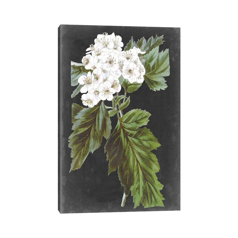 iCanvas "Dramatic White Flowers IV" by Vision Studio Canvas Print