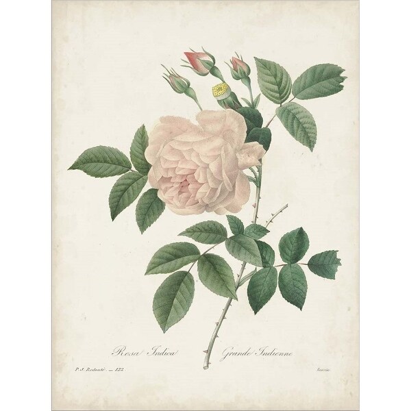 Pierre-Joseph Redout、The Roses48 The Roses Pierre-Joseph Redoute