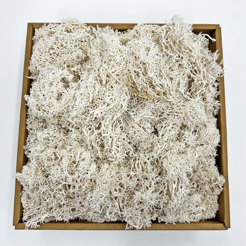 Preserved Reindeer Moss in Multiple Colors - Small - White