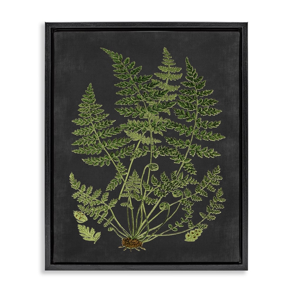 Stupell Botanical Drawing Green Black Design Floater Frame
