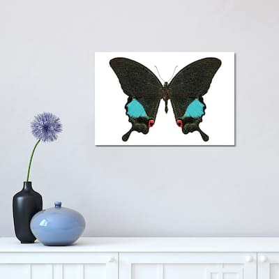 iCanvas "Papilio Karna Karna Butterfly" by Paul Rommer Canvas Print