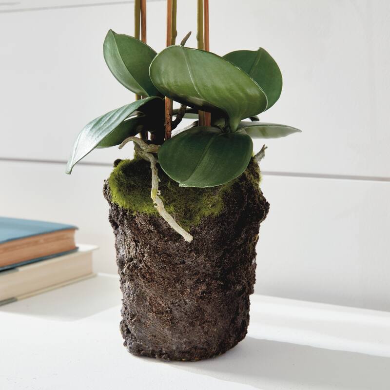 Phalaenopsis Orchid Drop-In 20" - White