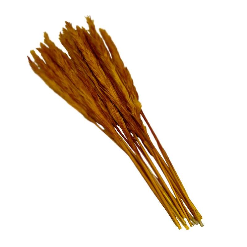 Bundle of 4 Preserved flowers Small pampass grass, 20" long - 20 inch