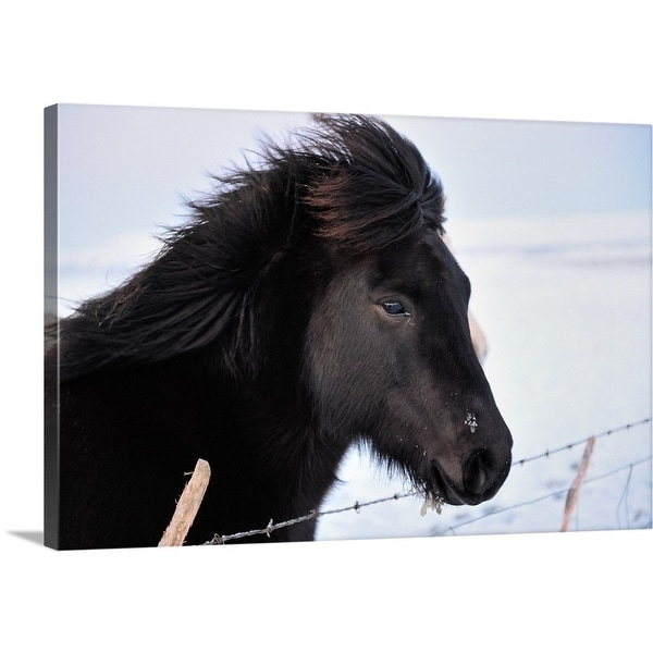 Download Shop Black Icelandic horse - Multi-Color - Free Shipping ...