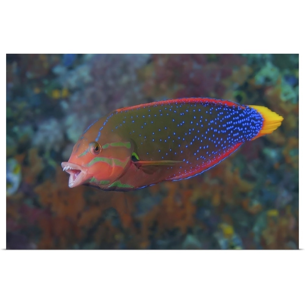 Shop Rainbow Wrasse Raja Ampat Islands Indonesia Poster Print