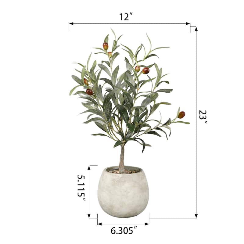 23" Olive Tree in 6.25" Cement 6.25*6.25*5.125