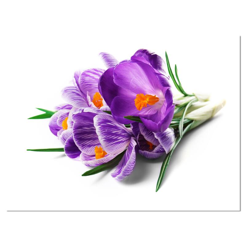 Bunch of Blooming Crocus Flowers - Large Floral Wall Art Canvas - Purple
