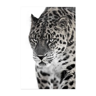 Discolored leopard on a light background Photography Art Print/Poster ...