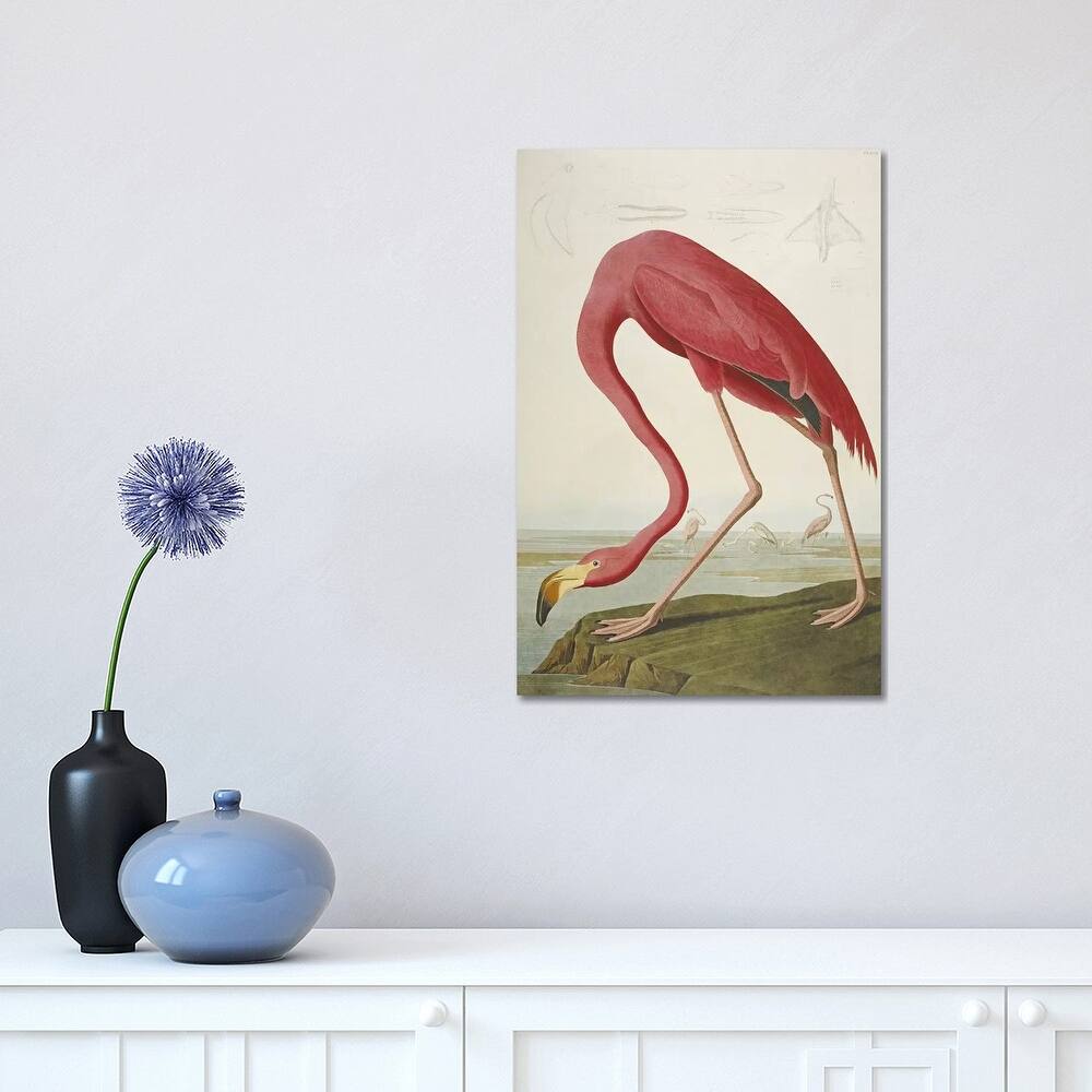 iCanvas 'American Flamingo' by John James Audubon Canvas Print