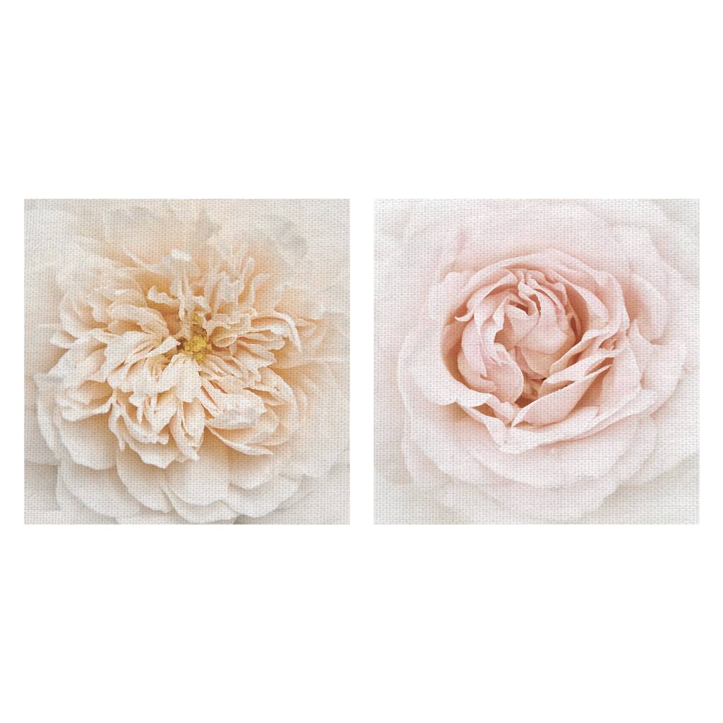 Cupcake Rose, Dewdrop by Rebecca Swanson Canvas Art Prints