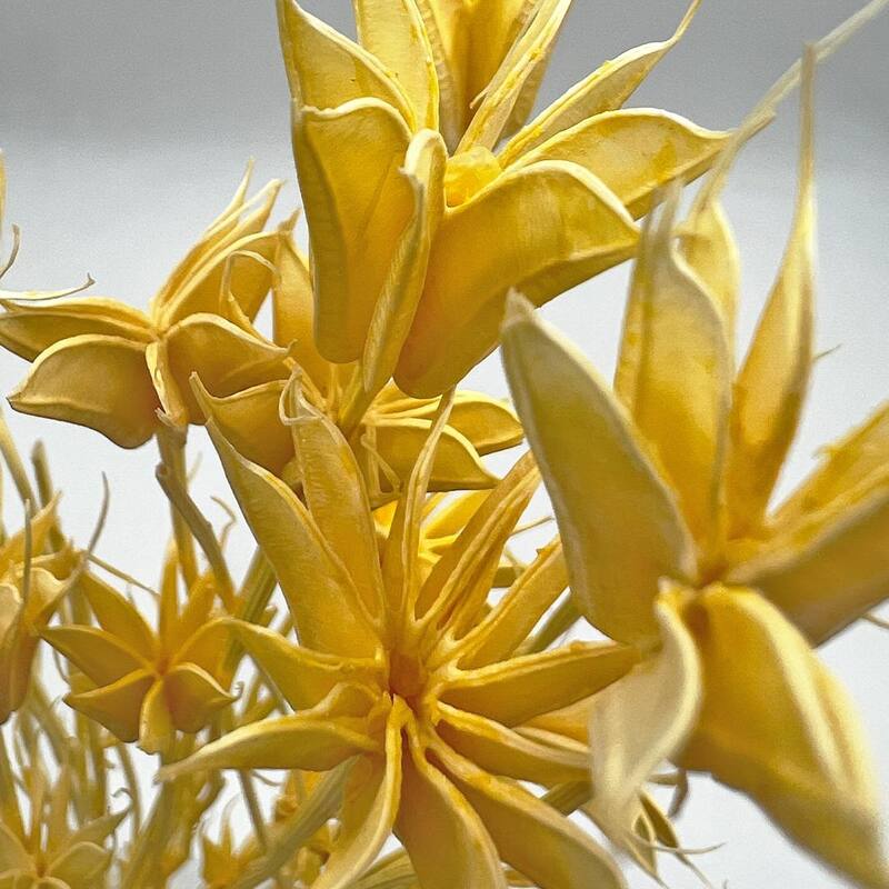 Bundle of 4 Dried Octagon Flower, Nigella Orientalis-Love in a Mist, 24" - 24 inches