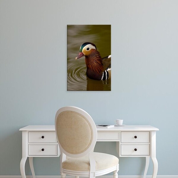 Easy Art Prints Pete Oxford's 'Mandarin Duck' Premium Canvas Art