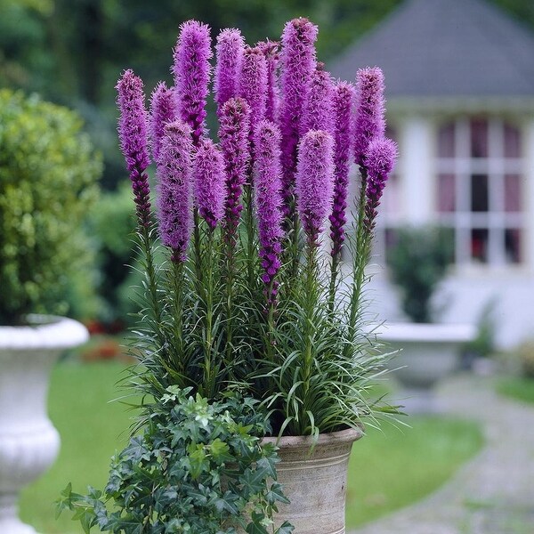 Van Zyverden Blazing Star Liatris Spicata Set of 25 Bulbs - Bed