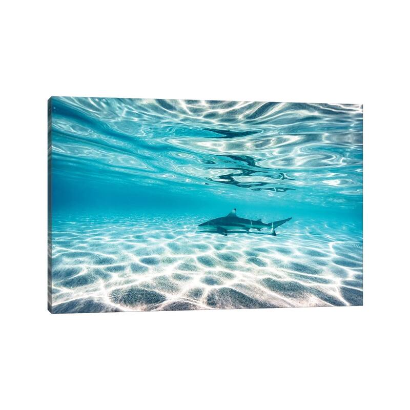 iCanvas "Underwater Reef Shark Shallow Water" by James Vodicka Canvas Print