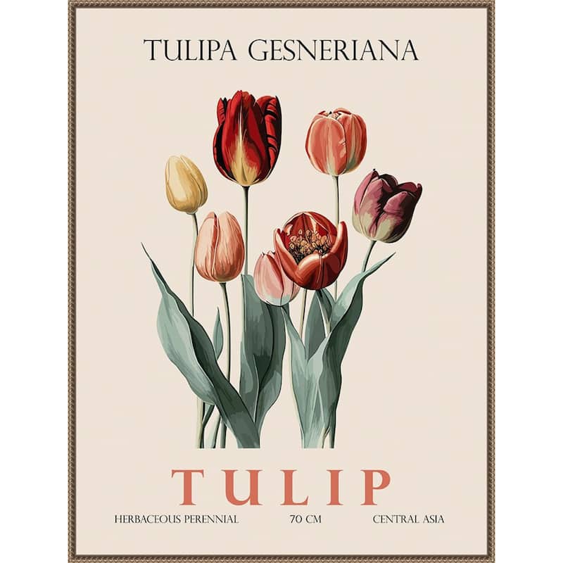 Vintage Botanical Tulip Illustration by Christopher Giampietro Framed Canvas Wall Art Print